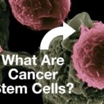 Cancer Stem Cells: Rare Population of Cells